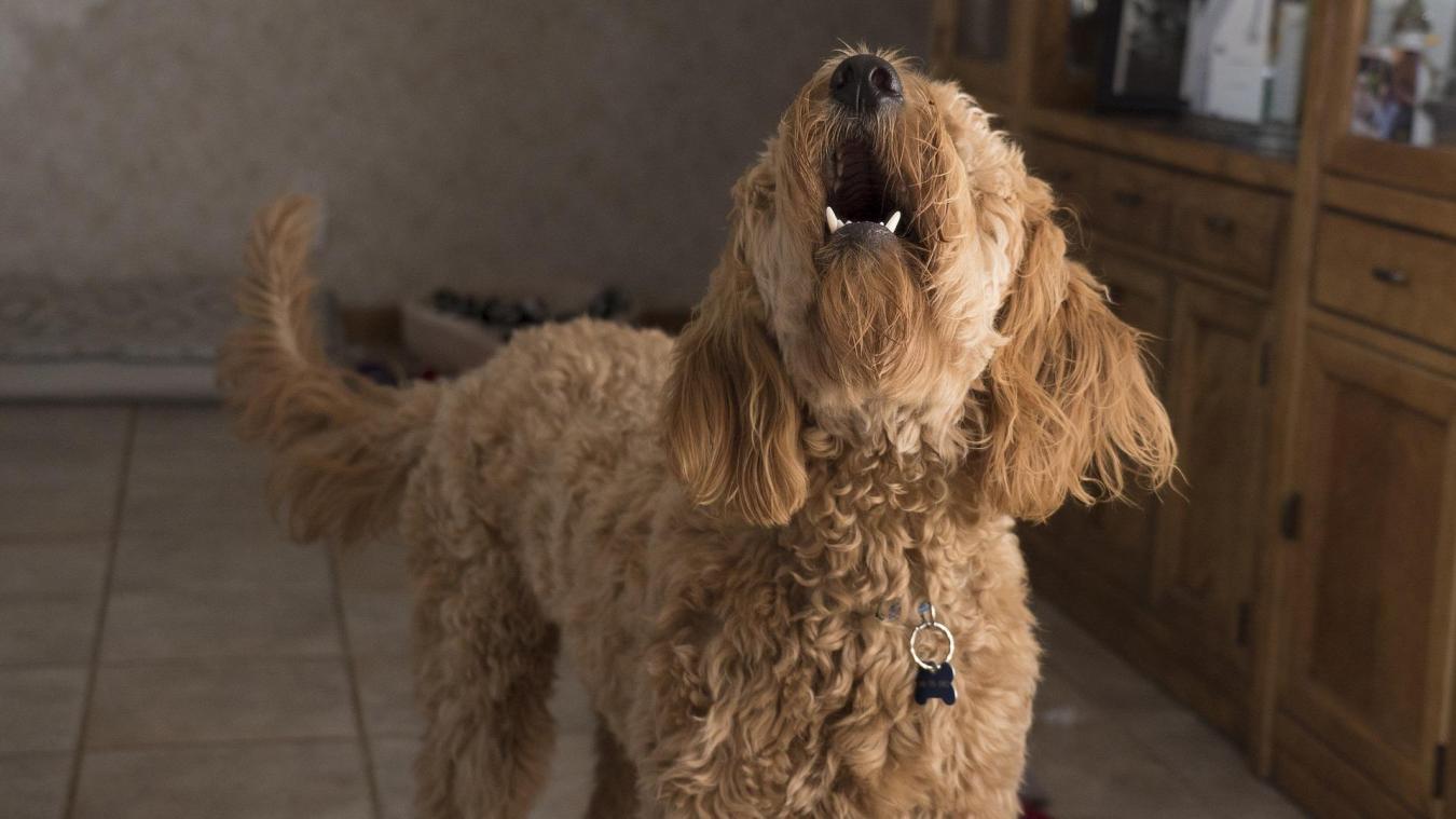 France: un maire interdit aux chiens d'aboyer