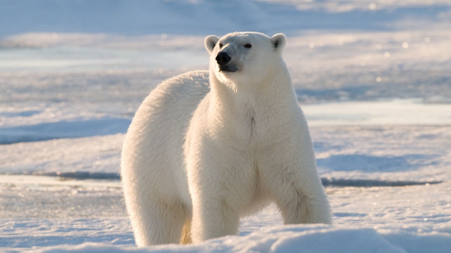 Russie : quand des ours polaires envahissent la ville