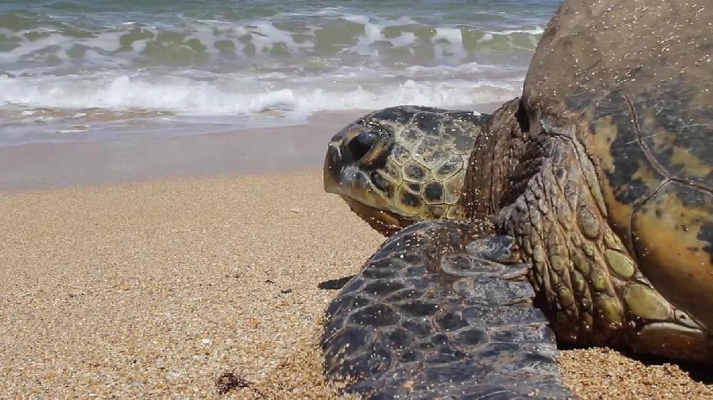 Maldives: une tortue découvre que sa plage est devenue un aéroport