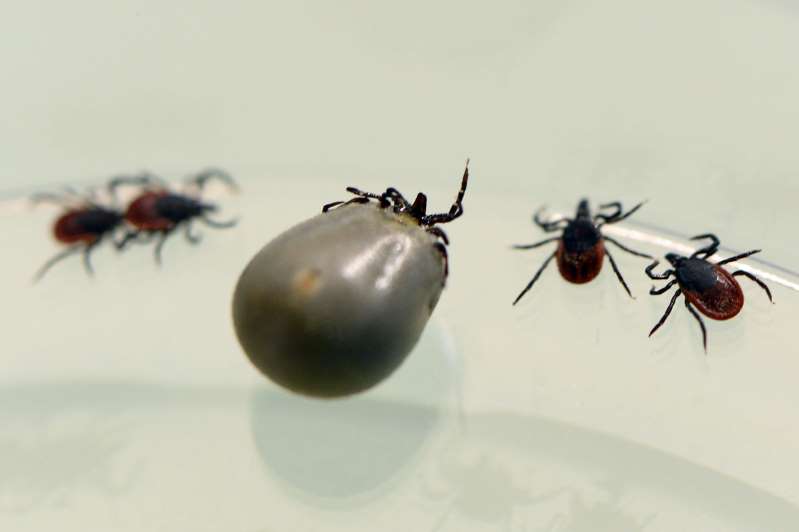 L'armée américaine a-t-elle propagé la maladie de Lyme?