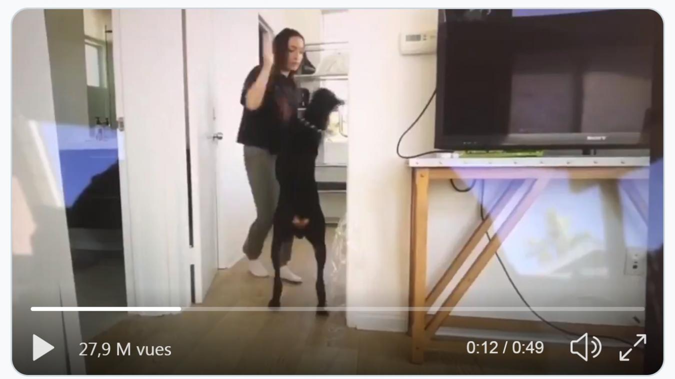 Une YouTubeuse dans la tourmente après avoir posté par erreur une vidéo où elle frappe son chien