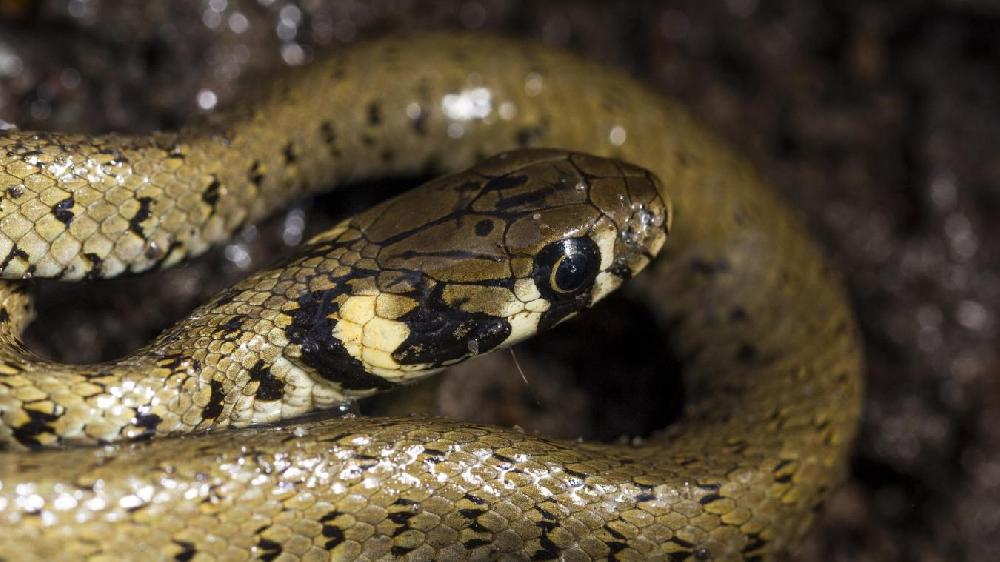 Un serpent sort de son tableau de bord alors qu’il roule...