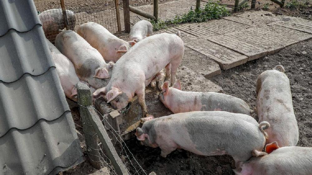 Chine: faute de porcs, la consommation de chiens augmente