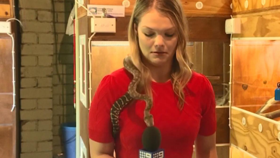 Quand un serpent attaque le micro d’une journaliste en plein tournage
