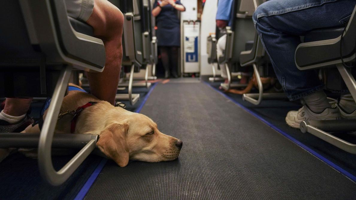 Une compagnie aérienne va peut-être devoir rembourser… un chien