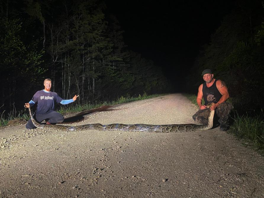 Un python de presque 6 mètres de long capturé en Floride