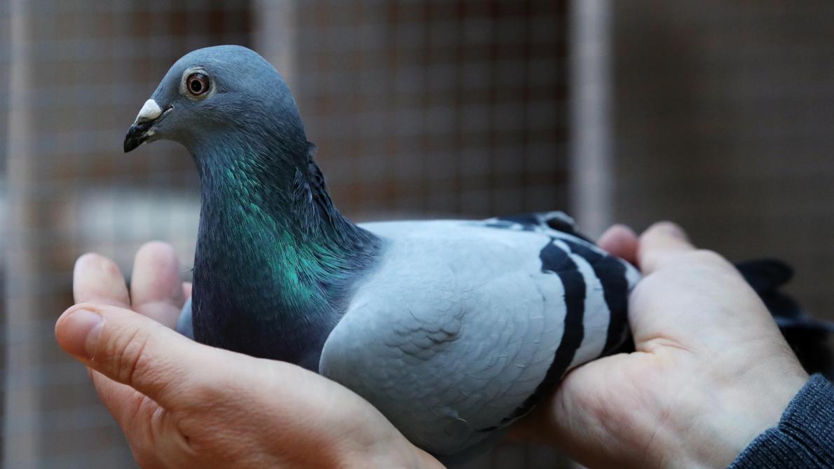 Un pigeon voyageur belge vendu à un Chinois à plus d'un million d'euros