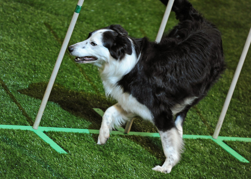 Cette chienne a hérité de plus de 5 millions de dollars