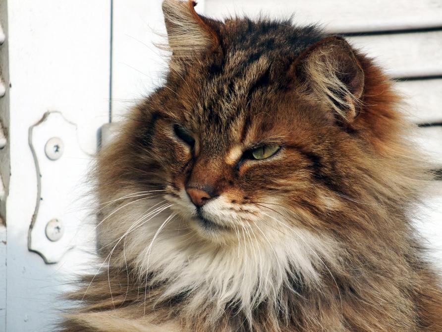 Un avion forcé d’atterrir en urgence à cause… d’un chat ( vidéo )