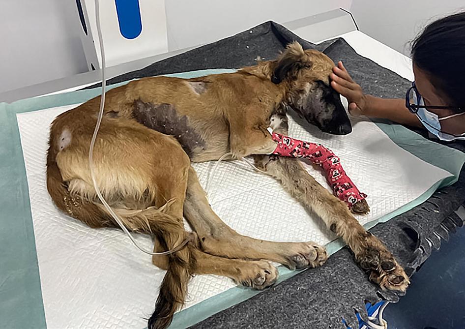 Qatar: des bénévoles secourent des chiens torturés