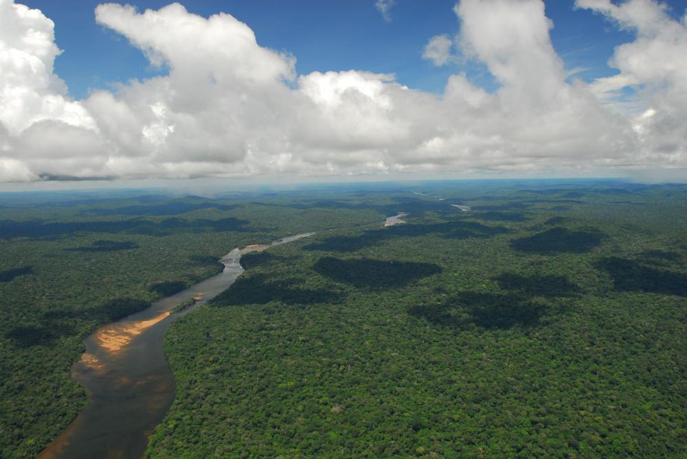 La forêt amazonienne n’absorbe plus le carbone mais elle en rejette