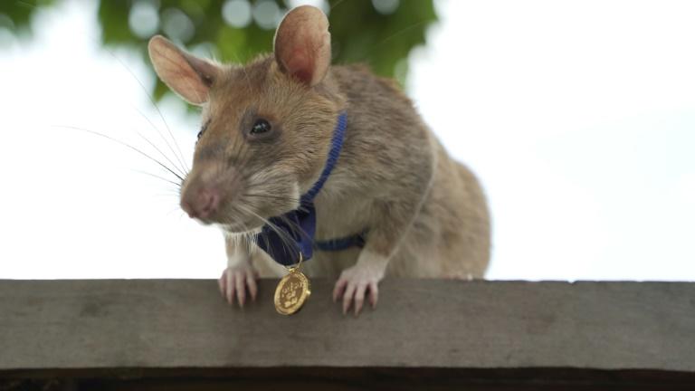Cambodge : un rat détecteur de mines prend une retraite bien méritée
