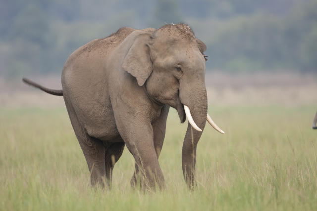 Inde : un éléphant tue une femme de 70 ans, puis revient piétiner le corps de la défunte lors de ses funérailles