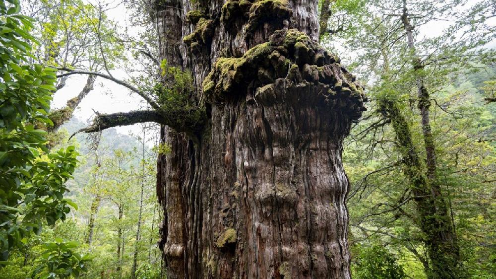 Au Chili, un cyprès géant de 5 000 ans, pourrait bientôt décrocher le titre de plus vieil arbre de la planète