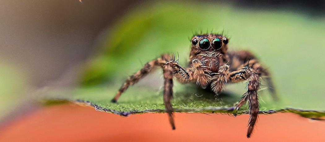 Pourquoi vous ne devez surtout pas tuer les araignées dans votre maison