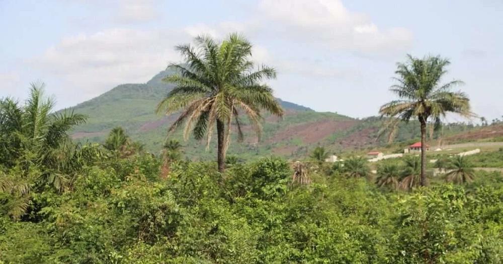Kindia: à cause du vent: un palmier tombe et tue une femme à Bangouyah