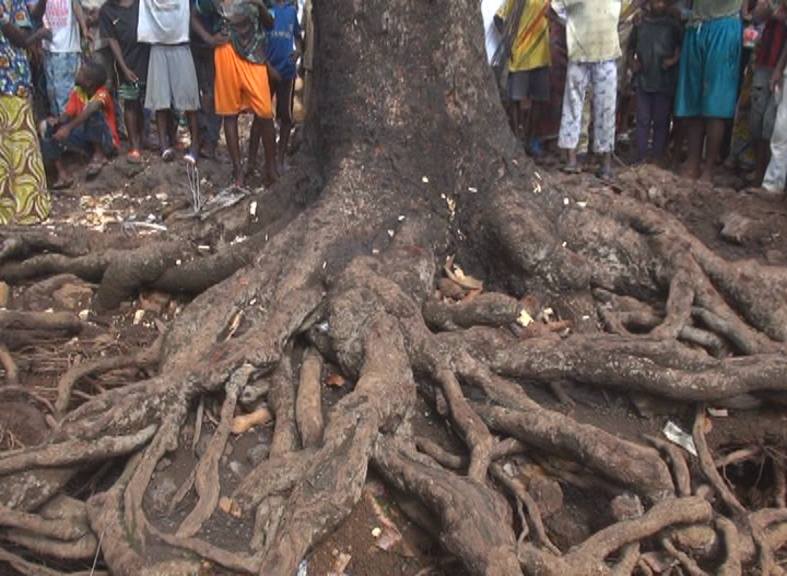 Miracle: un manguier déraciné par une tornade s’est replanté de lui même, jeudi matin, à Conakry